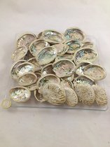 Schelpen abalone 5-8 cm 600 gr.