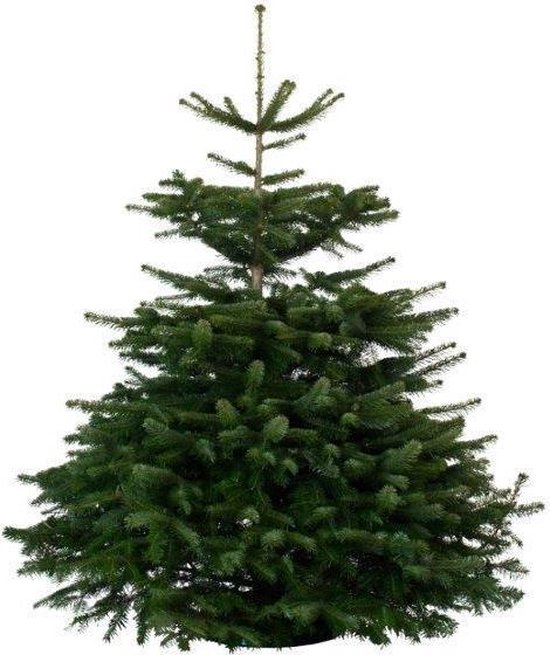 De kerstbomenspecialist echte kerstboom Nordmann Excellent 150-175cm