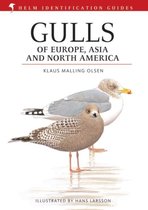 Gulls Of Europe Asia North America
