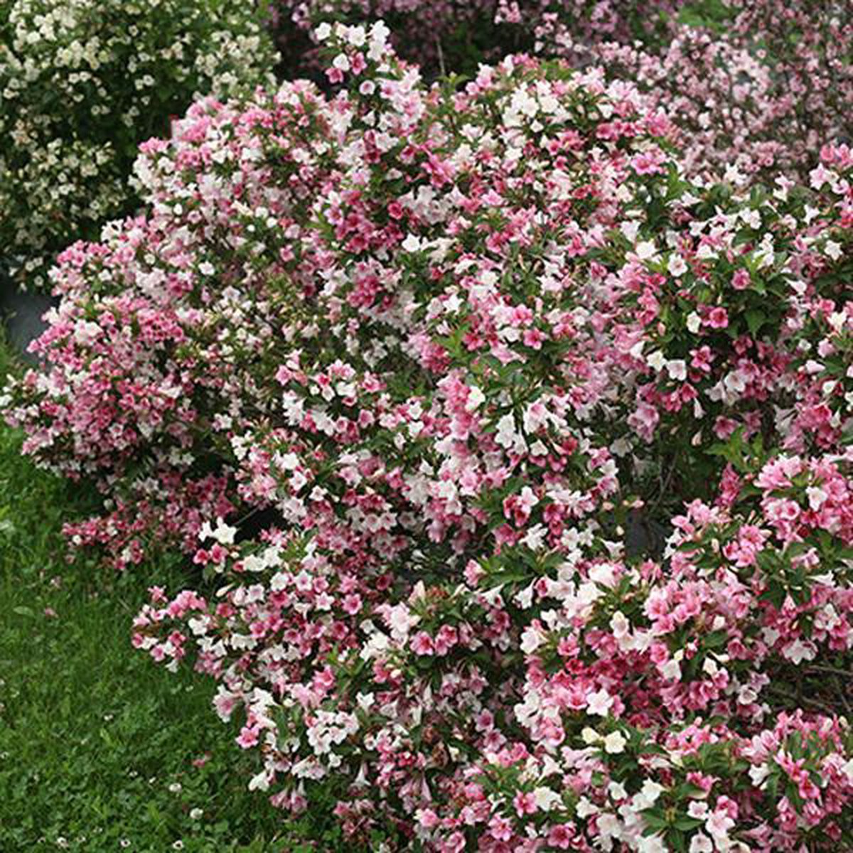 Weigela Carnaval ('Courtalor') Weigela carnaval 'Courtalor' 5060 cm