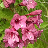 Weigela Florida 'Victoria' - Weigelia, 50-60 cm pot: Sierstruik met paars-rode bladeren en roze bloemen.