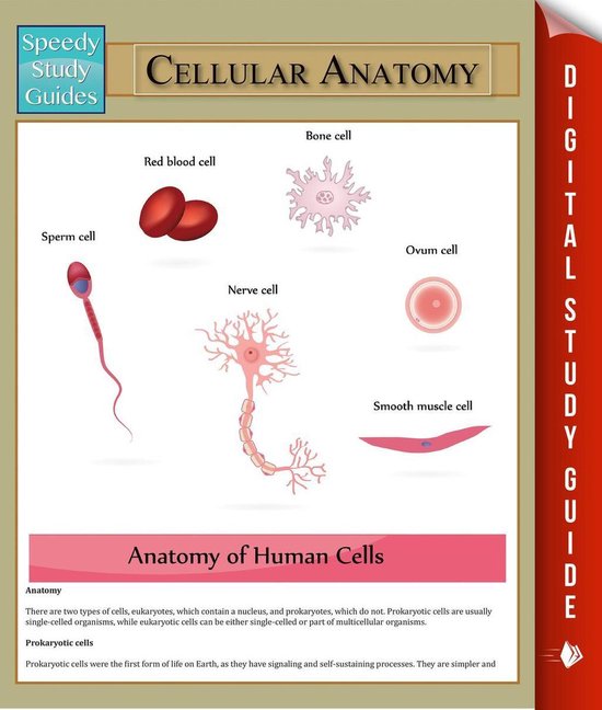 Guide 'Cellular Anatomy' avec des illustrations de spermatozoïde, globules rouges, neurone, ostéocyte, ovule et cellule musculaire lisse.