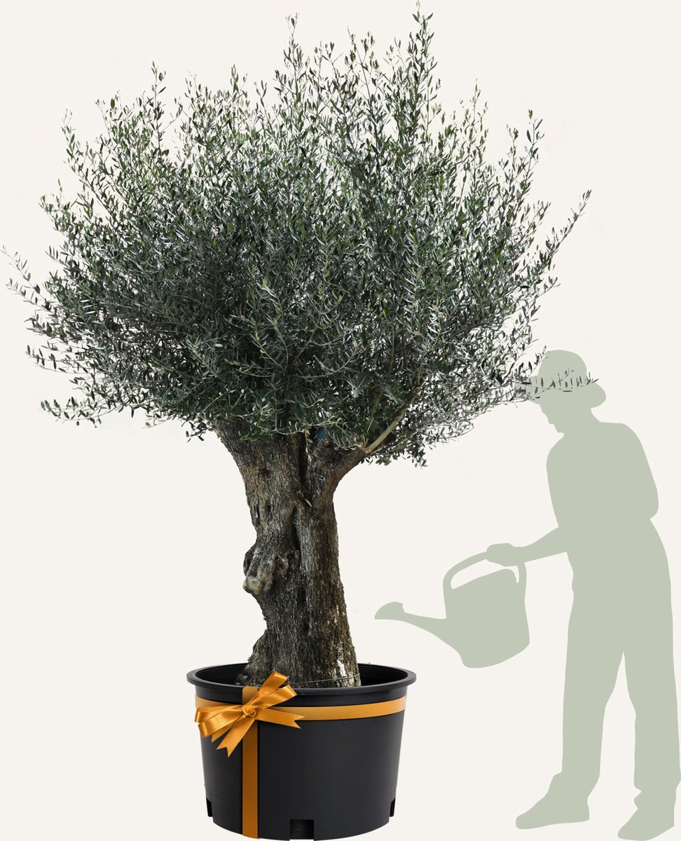 Evergreens - Olijfboom - Olea europaea - 'Bonsai' - 120/140 - Olea Europea - Olijfboom op stam in pot - Winterhard - Groenblijvend - Olijven - Voeding