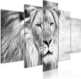 Schilderij -De Koning van de Dieren , Leeuw , 5 luik , zwart wit