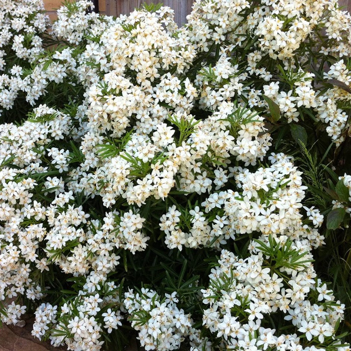 Choisya 'Aztec Pearl' - Choisya - 30-40 cm in 2 liter pot (smal blad en geurige witte bloemen in het voorjaar)