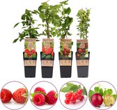 Rood fruit planten mix - set van 4 fruitplanten: roze bosbes, rode aalbes, zomer framboos, rode kruisbes - hoogte 45-55cm