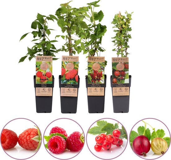 Rood fruit planten mix - set van 4 fruitplanten: roze bosbes, rode aalbes, zomer framboos, rode kruisbes - hoogte 50-60cm