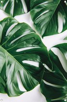 Bladeren posters - Planten poster - Tuinposter Aders - Buiten poster - Tuin accessoires - Tuindecoratie wanddecoratie tuinposter 100x150 cm