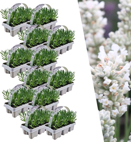 Les plantes de Frank | 72 plants de lavande blanche | Vivaces | Plantes de jardin | 72 x Ø7 cm | 15 cm | Plante de lavande résistante à l'hiver | plantes