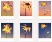 12x Ansichtkaarten, set Cosmic Love - bloemen Botanisch zonder tekst - dus - Dawn - zonnehoed - raapzaad - golden ducat - alle gelegenheden