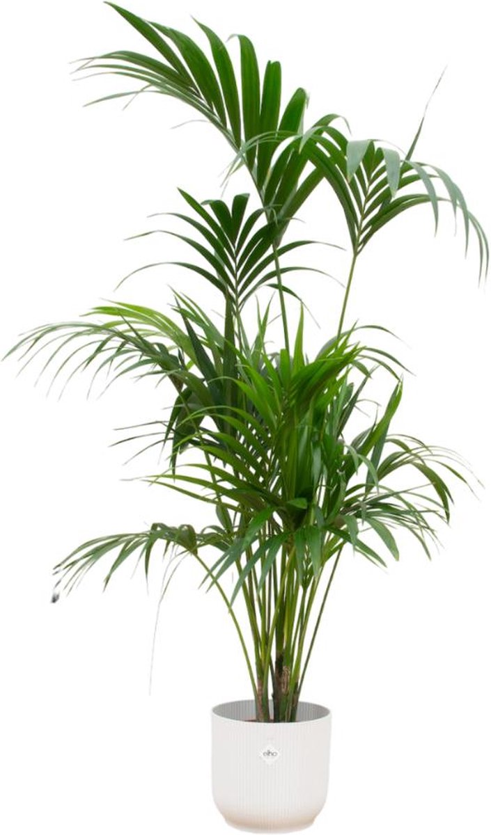 Combi deal - Kentia palm inclusief elho Vibes Fold Round wit Ø30 - 180 cm
