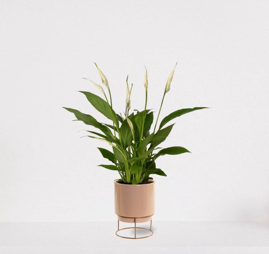 Spathiphyllum in sierpot Emma Taupe – witte kamerplant – luchtzuiverende lepelplant - 35-50cm - Ø13 – geleverd met plantenpot – vers uit de kwekerij