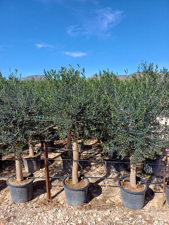 Olijfboom Olea Europea multistam kopen