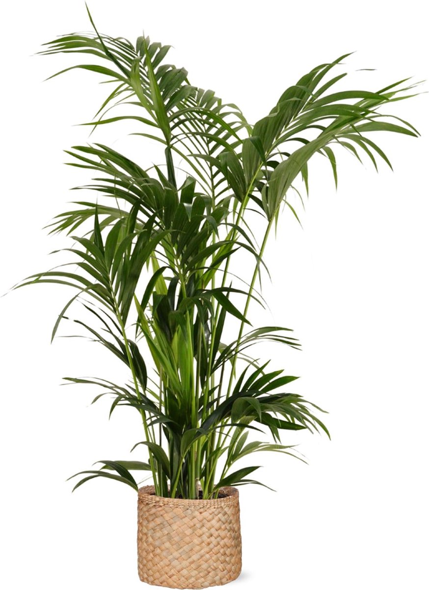 Kentia Palm Ø27cm 160cm in Albury NATURAL mand
