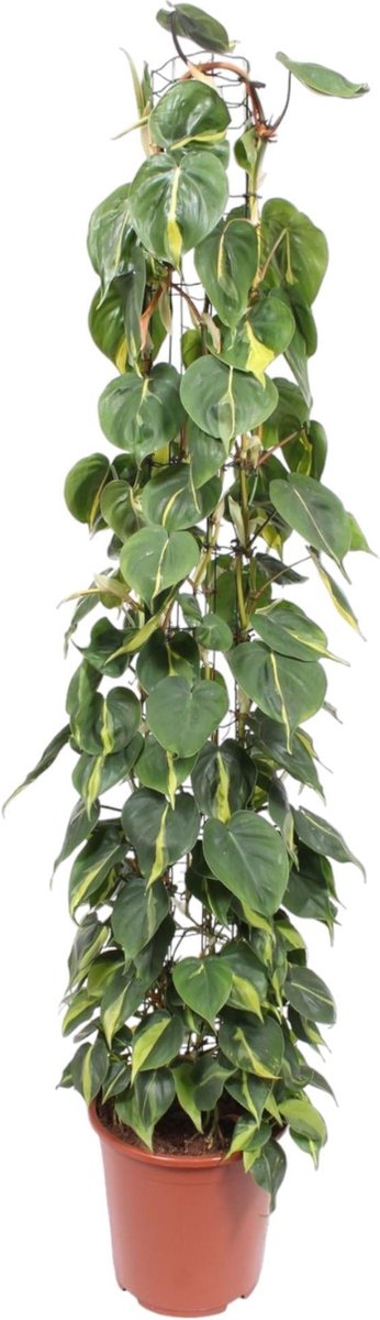 Philodendron Scandens Brasil gaasrek - 160 cm - ø27