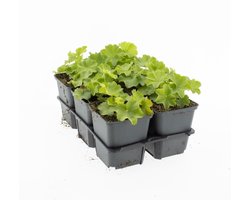Bodembedekker Vrouwenmantel - 12 Stuks - Alchemilla mollis - P9 - Plant - Tuinplant