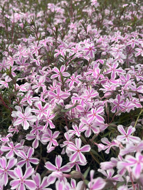 Bodembedekker Wit Roze Kruipphlox 12 Stuks Phlox Subulata Candy bodembedekker-wit-roze-kruipphlox-12-stuks-phlox-subulata-candy