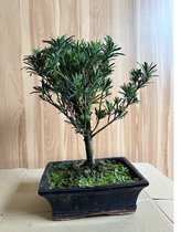 bonsai podocarpus – bonsaiboompje – 12 jaar oud – Hoogte: 30 cm, Ø 20 cm – Buiten bonsai – Inclusief keramiek pot -FR Service