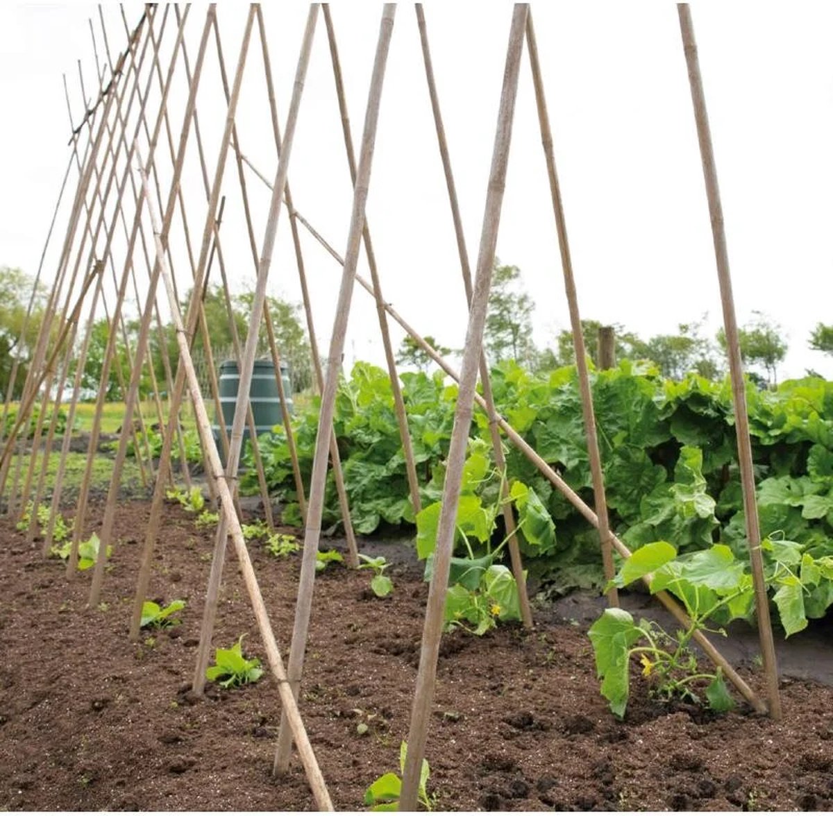 Ferrarium 75x Bamboestokken - 150 cm - Tonkinstokken voor tuin en plantensteun