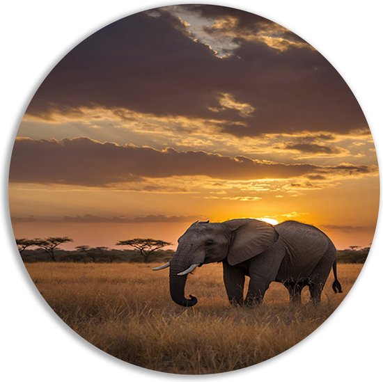 Olifant wandcirkel - Dieren muurcirkel - Muurcirkel Zonsondergang - Muurdecoratie modern - Schilderij - Muurkunst muurcirkel forex 50x50 cm
