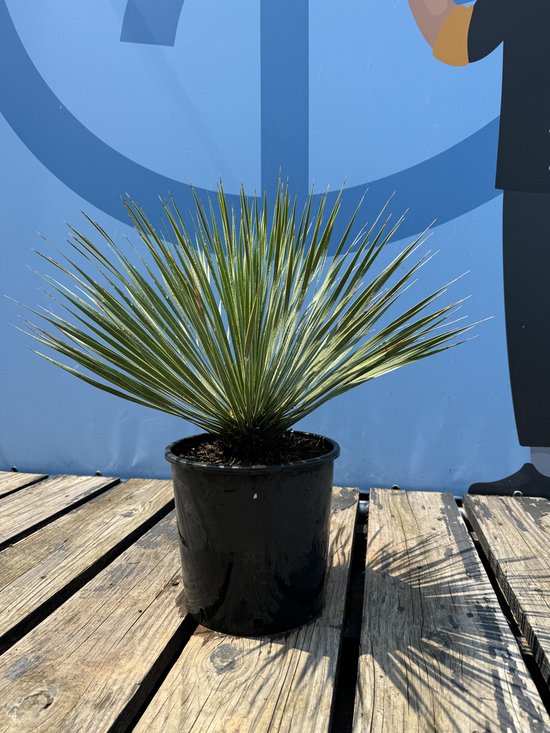 Yucca Rostrata met lange, slanke groene bladeren in een zwarte pot, naast een blauw figuur op houten planken.