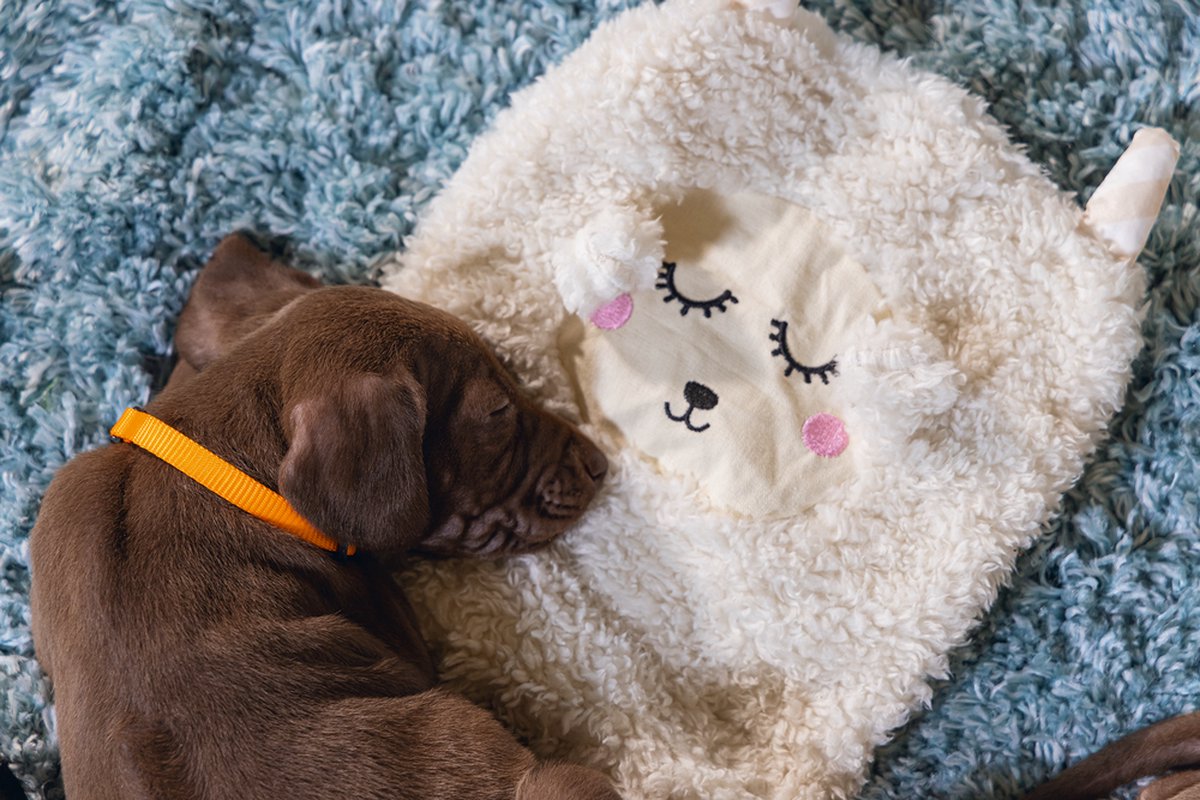 Beeztees Puppy Sjiepo - Puppy Speelgoed thumbnail 6