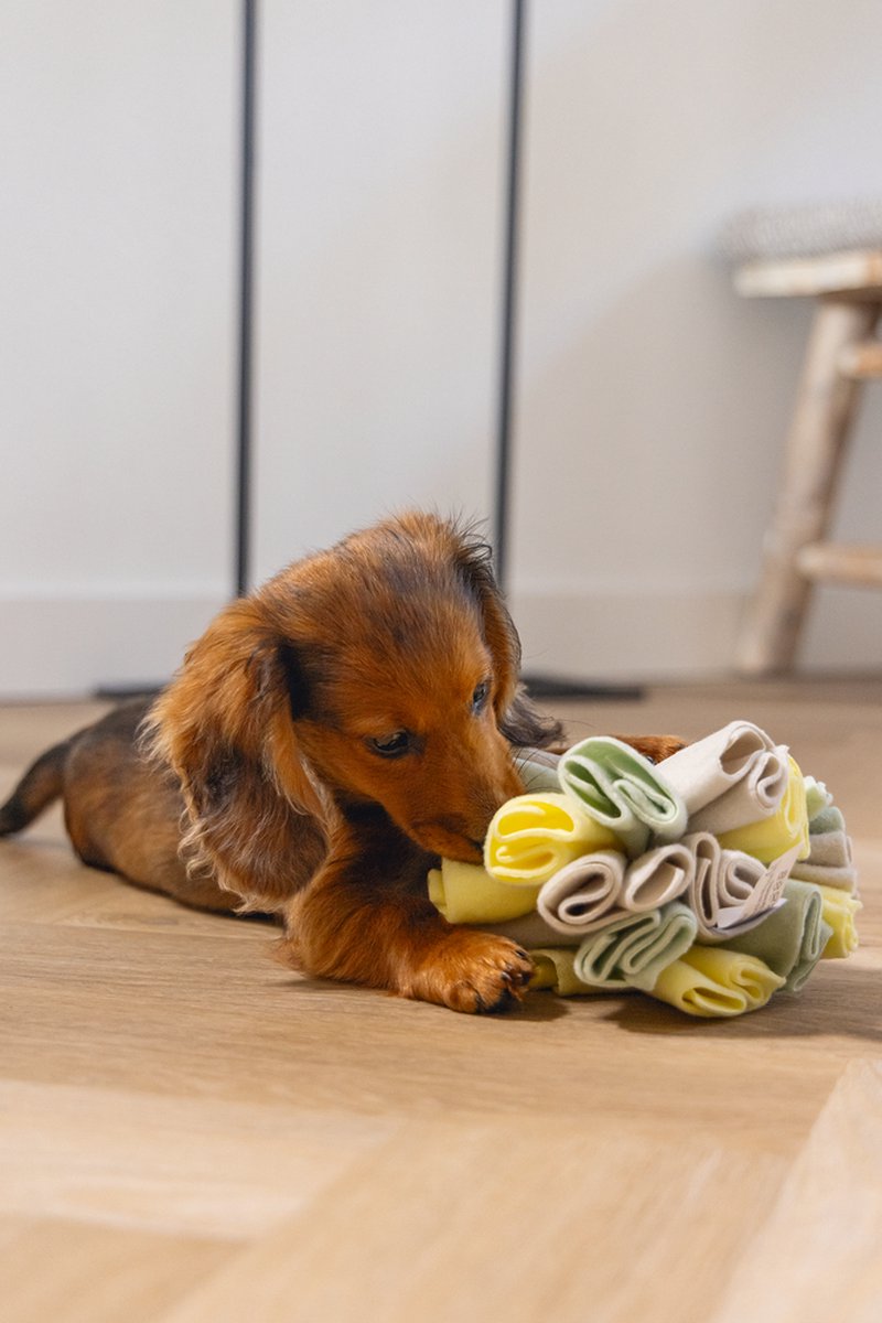 Beeztees Puppy Snuffelbol Izzy thumbnail 5