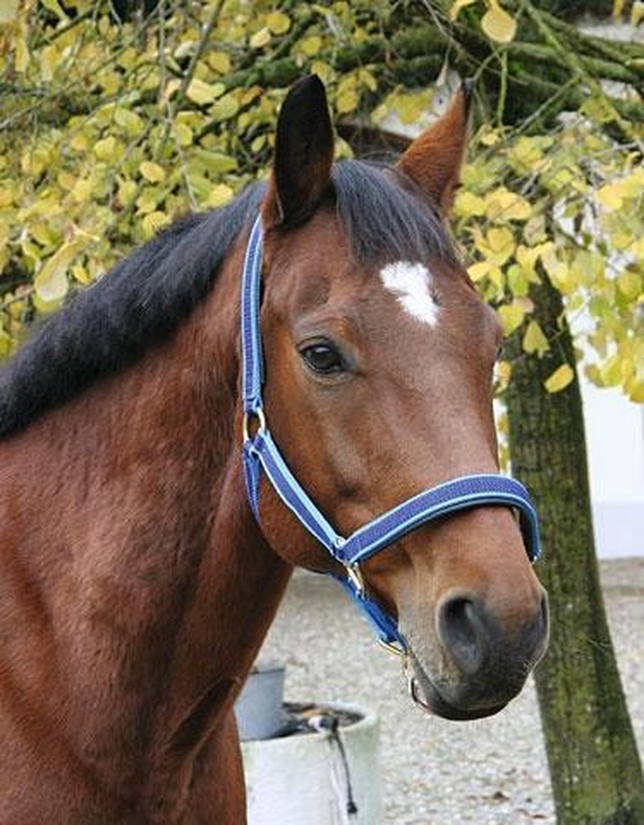 Kerbl Eurohorse Halster Blauw Pony-1