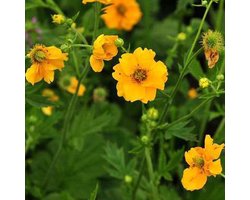 6 x Trollius Chinensis 'Golden Queen' - Kogelbloem pot 9x9cm