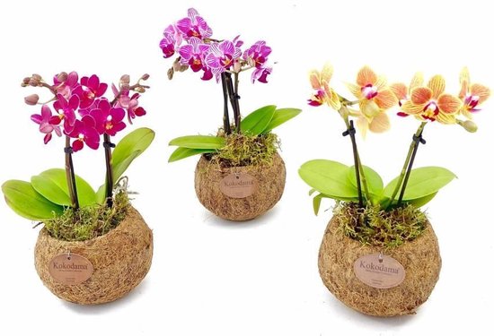 Kokodama Orchidee Phalaenopsis mini 2 tak (Wit), 25 CM hoog, 12 CM  potdiameter | bol.com