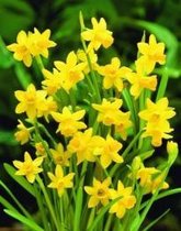 50 bollen - Narcis - Narcissus - TETE A TETE
