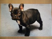 Deurmat 40x60 Franse Bulldog Zwart