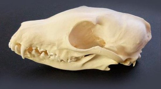 Schedel vos (geen replica)