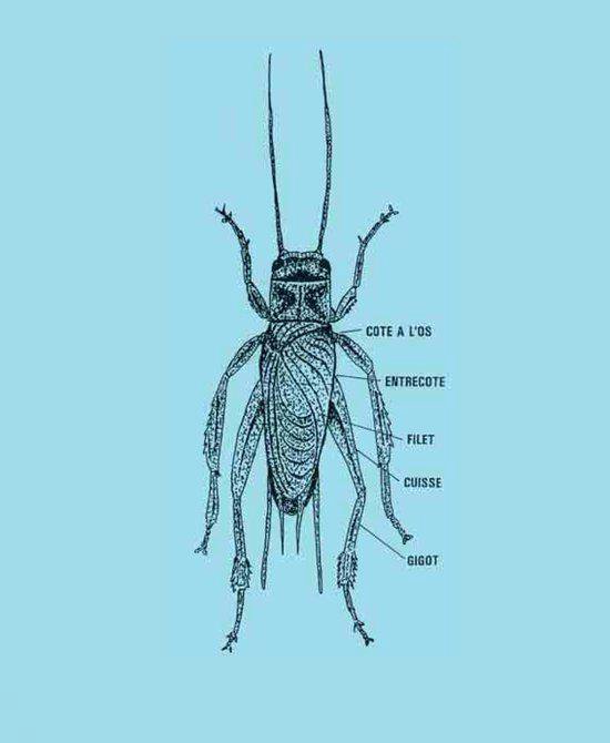 Tekening van een krekel met delen van het insect benoemd.