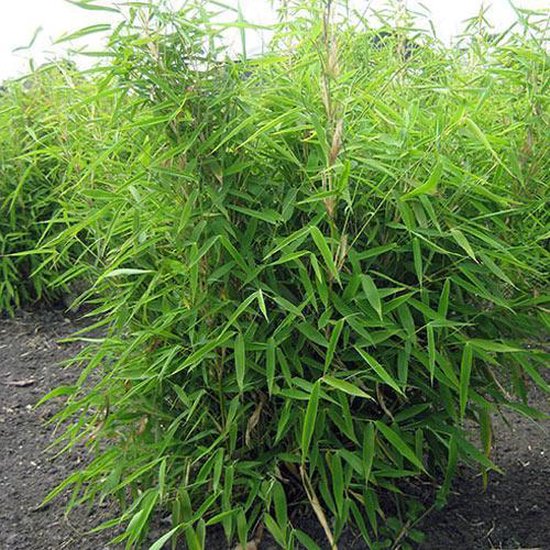 halen Woordenlijst Eeuwigdurend Fargesia Murieliae 'Simba' - Japanse Bamboe 50- 60cm in pot | bol.com