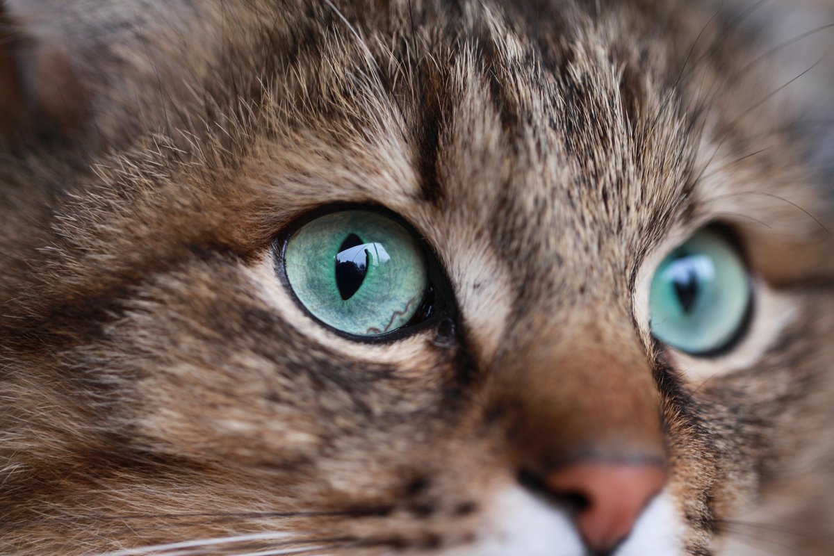 CANVASDOEK KAT | Wanddecoratie | 150 CM x 100 CM | Schilderij | Foto op canvas | Aan de muur | Dieren | Natuur