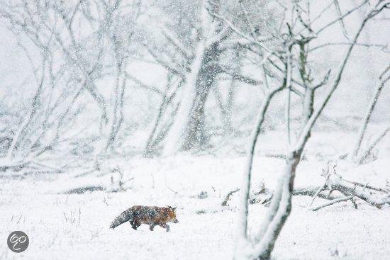 Een vos loopt door een besneeuwd bos met bomen.
