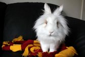 The Easter Bunny That Grew Up