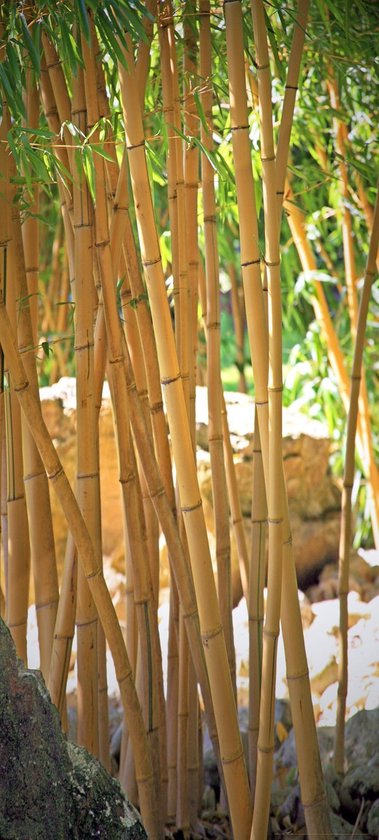 Fotobehang, Deurposter, Bamboe, Natuur, 90 x 200 cm. Art. 97512