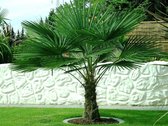 Trachycarpus fortunei Stam 60-70 cm Totale Hoogte 180+ cm incl. ø37cm pot. Winterharde palm tot -17ºC