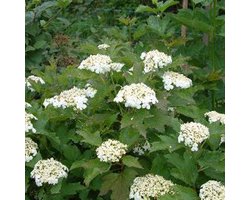 Viburnum Opulus 'Compactum' - Gelderse Roos - 25-30 cm in pot: Compacte Gelderse roos met witte bloemen en rode bessen.