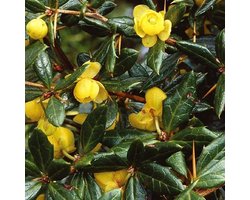 Berberis Frikartii 'Amstelveen' - Zuurbes - 25-30 cm pot: Compacte, decoratieve struik