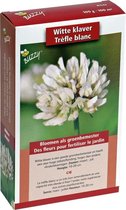 Buzzy® Groenbemester Witte Klaver - 100 gram