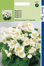 Hortitops Zaden - Begonia Semp. F1 Hybride Witte Komeet