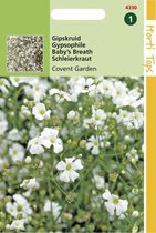 Hortitops Zaden - Gypsophila Elegans Covent Garden Wit