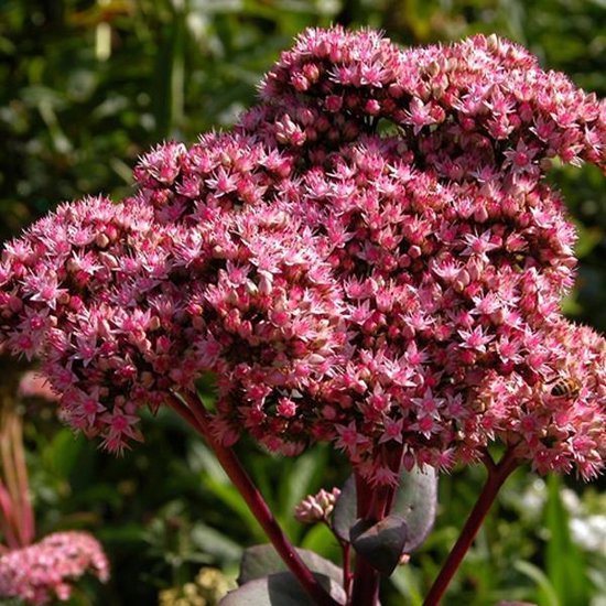 Close-up van Sedum 'Matrona' bloemhoofd met kleine roze bloempjes en donkere stelen.