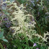 6 x Artemisia Lactiflora - Witte Bijvoet Pot 9x9 cm - Sierlijke Witte Bloemen