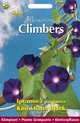 Buzzy® Flowering Climbers Ipomoea Knowlians Black