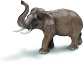 Aziatische Olifant, Mannetje