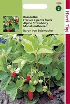 Hortitops Zaden - Aardbeien Baron Van Solemacher (Rygen)